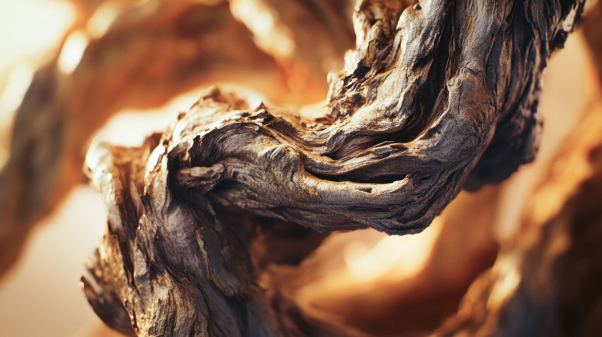 A close-up of twisted juniper wood. A close-up of twisted juniper wood