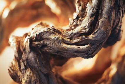 A close-up of twisted juniper wood. A close-up of twisted juniper wood